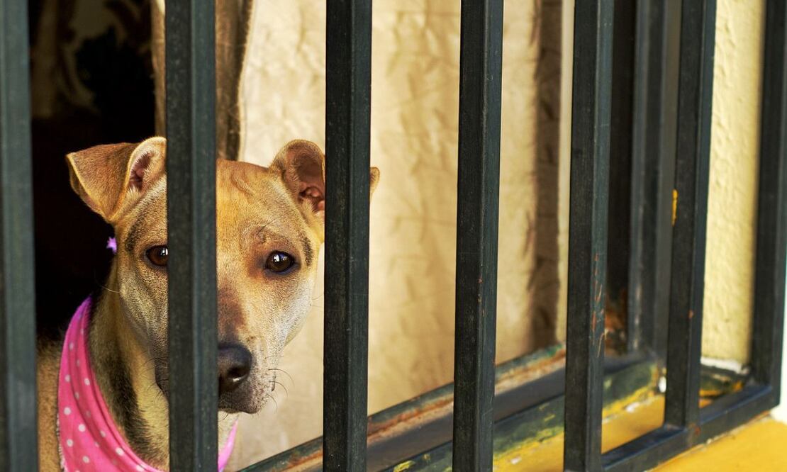 Perro. Fuente: Pixabay.