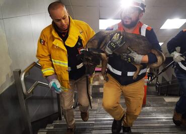 Rescatan a perrito de las vías de la Línea 1 del Metro de la CDMX; servicio opera con normalidad