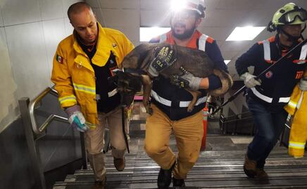 Rescatan a perrito de las vías de la Línea 1 del Metro de la CDMX; servicio opera con normalidad