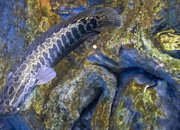 "Mátenlos inmediatamente": extraños peces que viven fuera del agua aterrorizan a EU