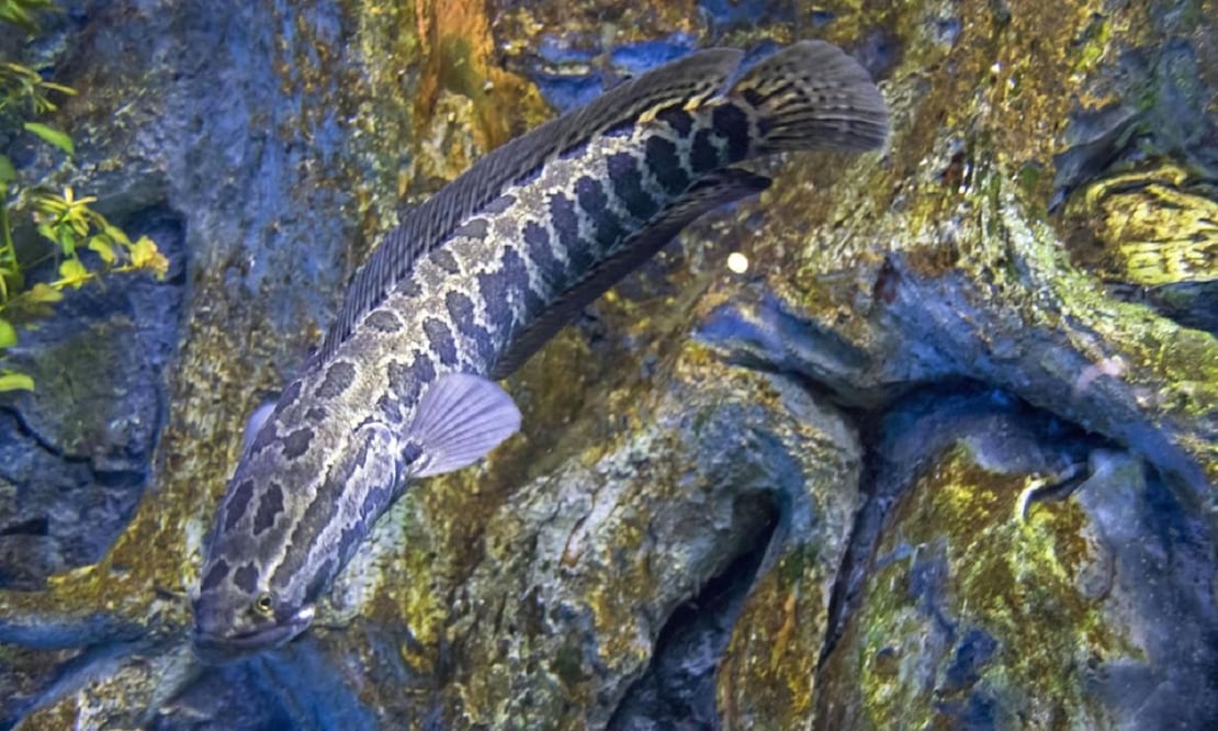 El pez cabeza de serpiente es un depredador voraz de fauna acuática y terrestre. FOTO: ESPECIAL