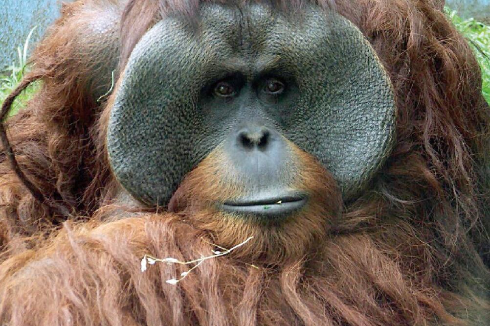 Jambi tenía 24 años cuando falleció, en julio pasado, en el Zoológico de Chapultepec, tras una infección por agua contaminada. ARCHIVO EL UNIVERSAL