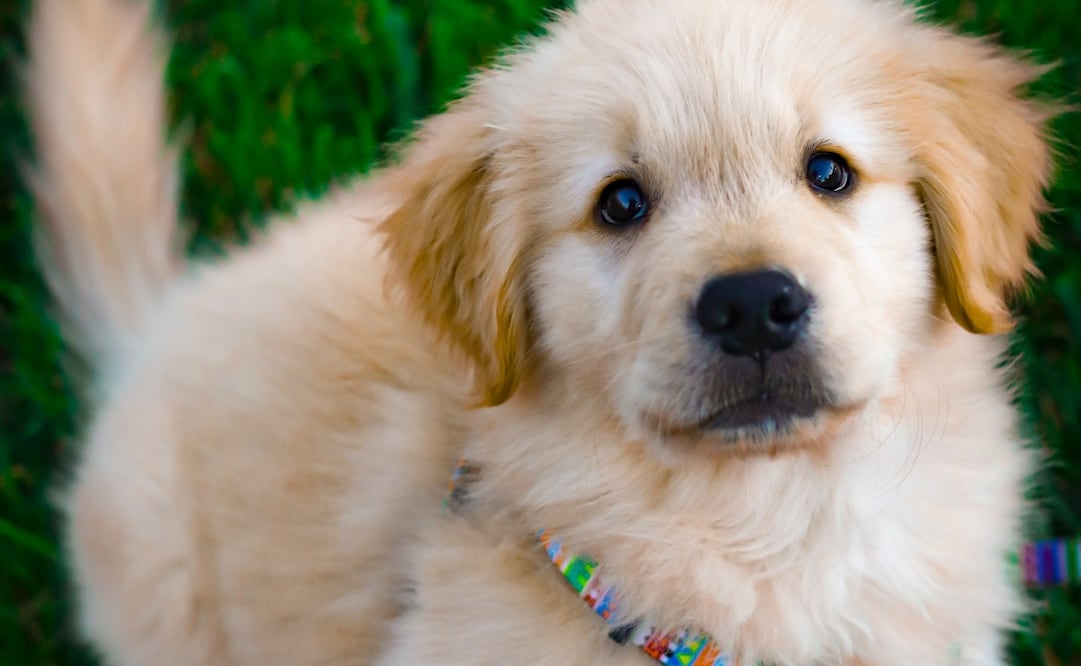 El golden retriever es el perro más popular en 22 países. Foto: Unsplash. Partime Portrait