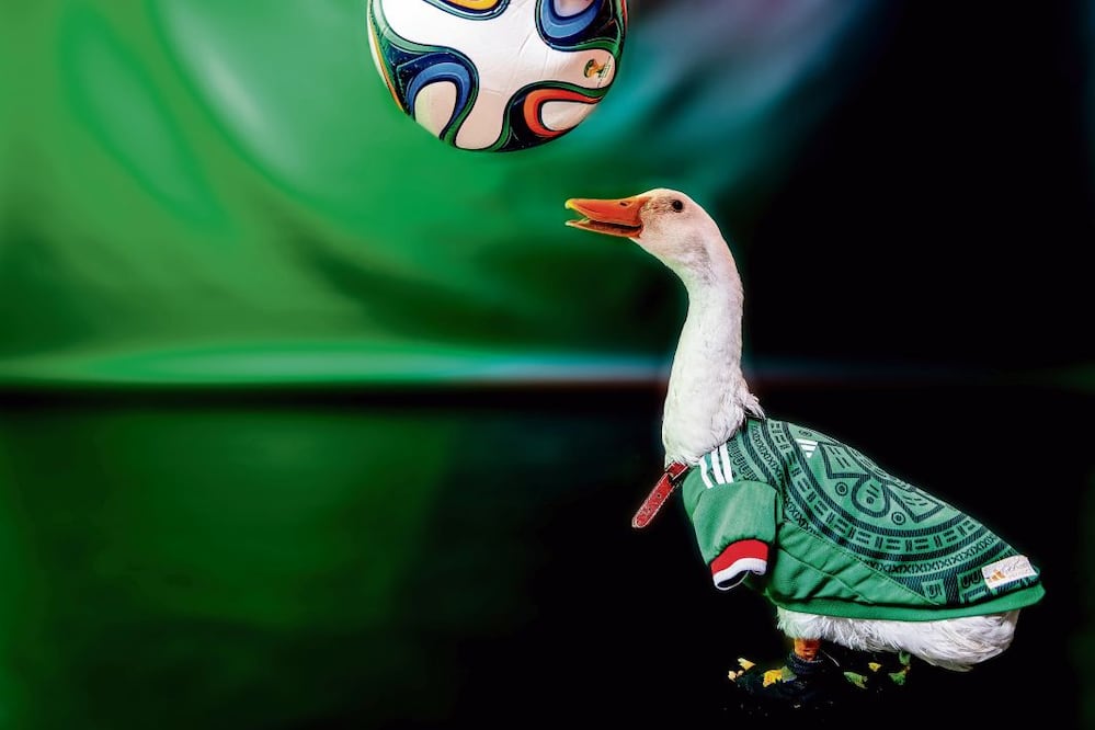Pese a la promoción oficial del ajolote como mascota, el pato Merlín terminó por robarse los reflectores. En la imagen, la estrella en su    visita a 
  El Universal. Crédito:  Hugo Salvador/ El Universal