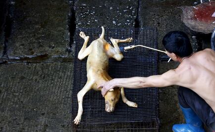 Con jornada mundial piden no comer perros en Corea