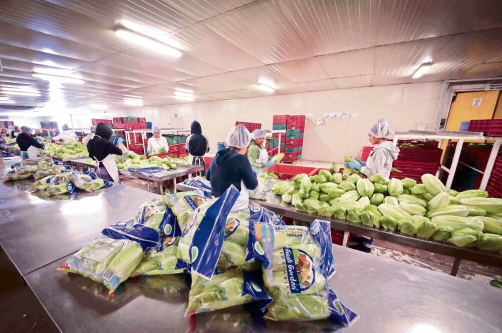 Otras de las industrias que pueden ser afectadas es la agrícola. El año pasado se enviaron a EU productos por 9 mil 308 millones de dólares (ARCHIVO EL UNIVERSAL)