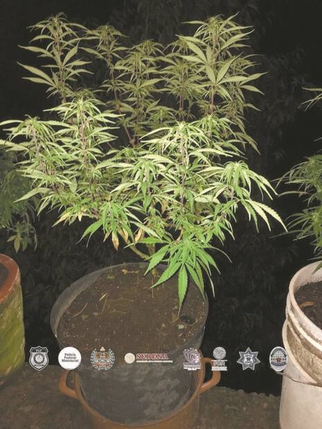 El Foco. El Charlie Valentino que sí hace reír