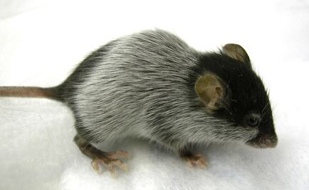 La cafeína ayuda a adelgazar a los ratones