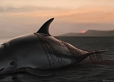 Solo quedan 30 vaquitas marinas en el planeta