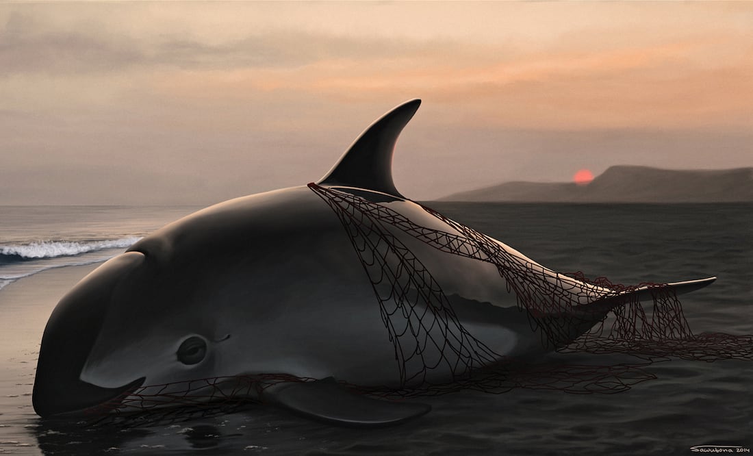 La principal causa de estar en peligro de extinción es que queda atrapada en redes de pesca ilegal. (Foto: Frédérique Lucas)