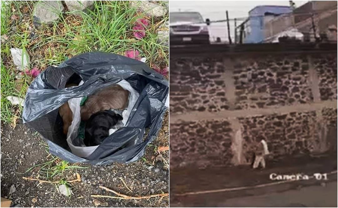 Mujer abandona a perritos en una bolsa. Foto: Especial.