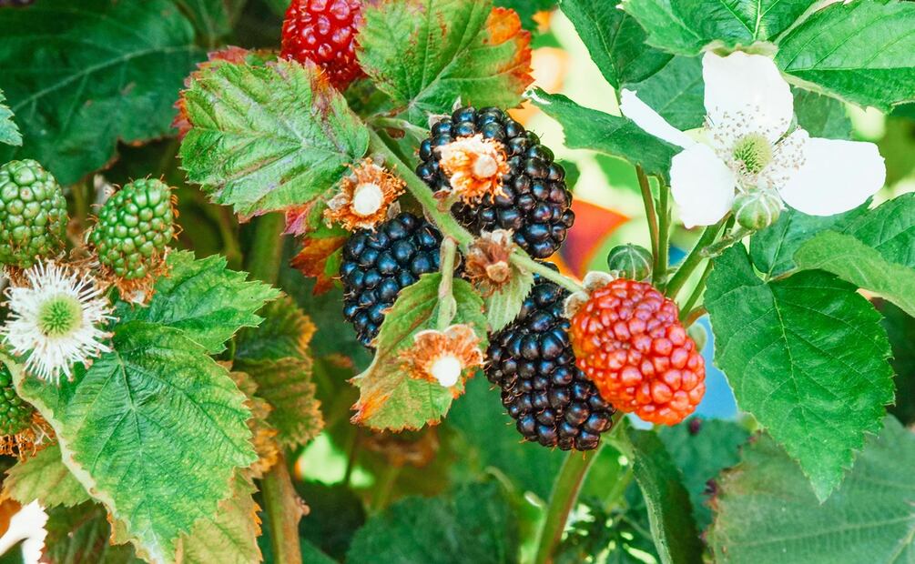 Consejos para una cocinar sin contaminar. Foto: Pexels