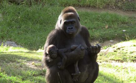 Así reaccionan chimpancés y gorilas ante una cámara