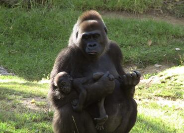 Así reaccionan chimpancés y gorilas ante una cámara
