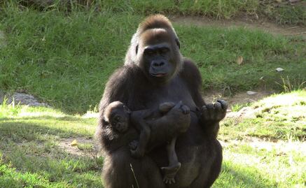 Así reaccionan chimpancés y gorilas ante una cámara
