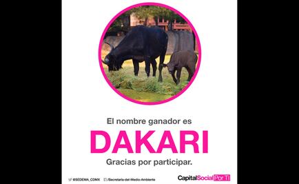 Búfalo africano nacido en Aragón será llamado Dakari