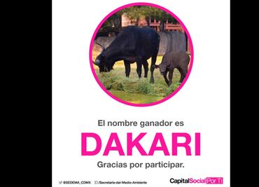 Búfalo africano nacido en Aragón será llamado Dakari