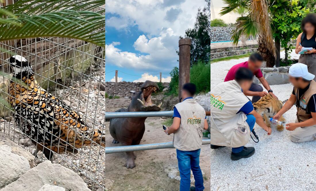 Profepa decomisa animales exóticos. Foto: Especial.