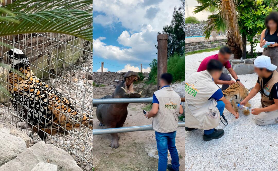 Profepa decomisa animales exóticos. Foto: Especial.