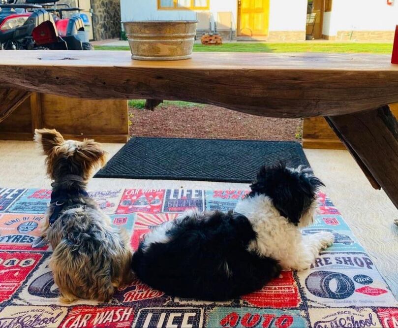 Llévate de vacaciones a tu mascota. Foto: Cortesía Cabañas Villaseñor