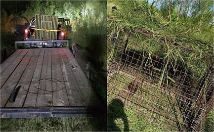 Tigre escapa de zoológico y ataca granja de cerdos en Reynosa; autoridades intensifican búsqueda