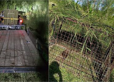 Tigre escapa de zoológico y ataca granja de cerdos en Reynosa; autoridades intensifican búsqueda