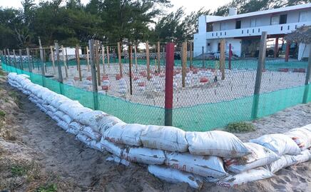 Refuerzan protección en campos tortugueros ante posible impacto de Beryl en Tamaulipas