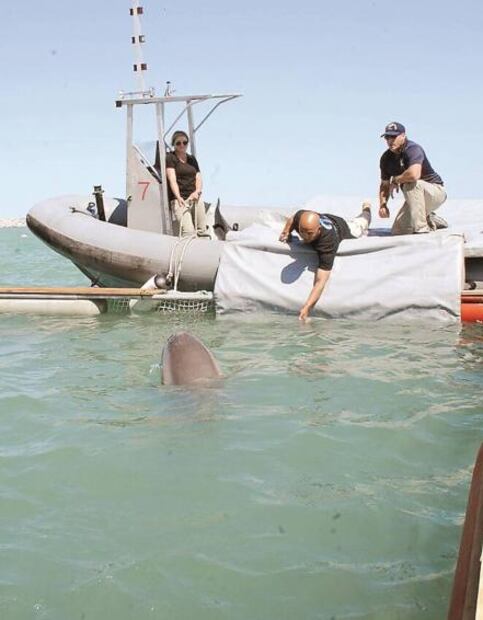 Rescate de vaquita marina llegó tarde: expertos