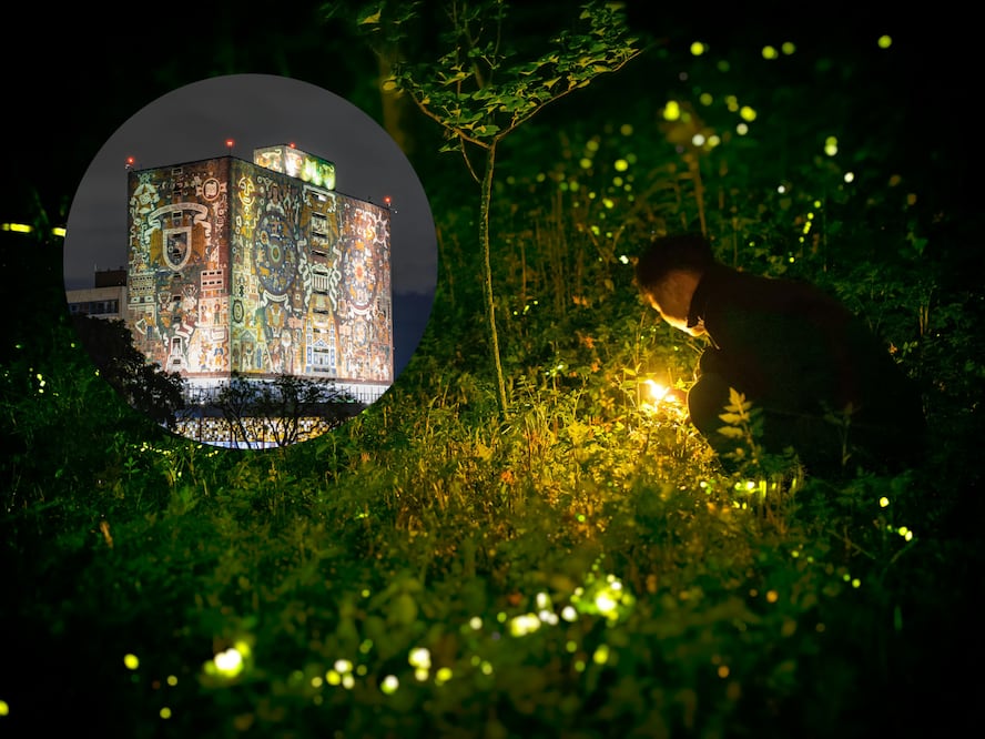 Lánzate a este evento con temática de luciérnagas en el Pabellón Nacional de la Biodiversidad de la UNAM. Fotos: Especial