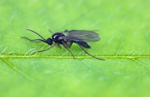 ¿Cómo evitar que los mosquitos se acerquen a tus plantas?; conoce el truco eficaz