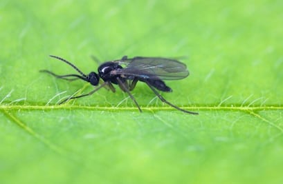 ¿Cómo evitar que los mosquitos se acerquen a tus plantas?; conoce el truco eficaz