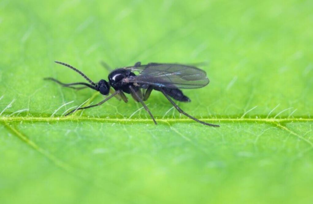 Esta plaga se alimenta de los nutrientes de la tierra, afectando a las plantas jóvenes. Foto: Pexels