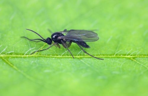 ¿Cómo evitar que los mosquitos se acerquen a tus plantas?; conoce el truco eficaz