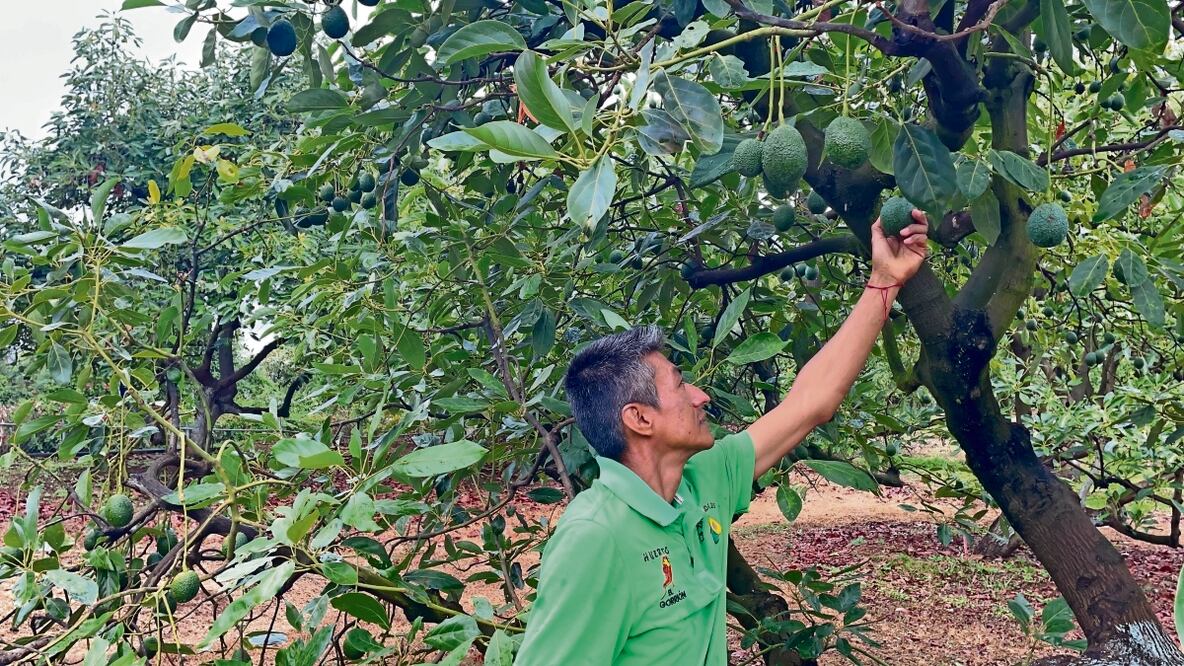 La huerta de Israel Solís Velázquez, productor desde hace más de 20 años en el municipio de Ziracuaretiro, tuvo que cerrar sus puertas por tiempo indefinido. No sabe cuándo se reanudará la exportación. Foto: Carlos Arrieta | El Universal