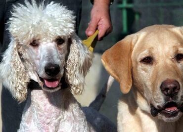 Detectan primer caso de perro contagiado con variante británica del Covid-19 en España