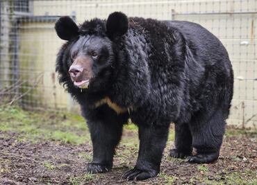 Detectan gusanos en el cerebro de seis personas que comieron carne de oso
