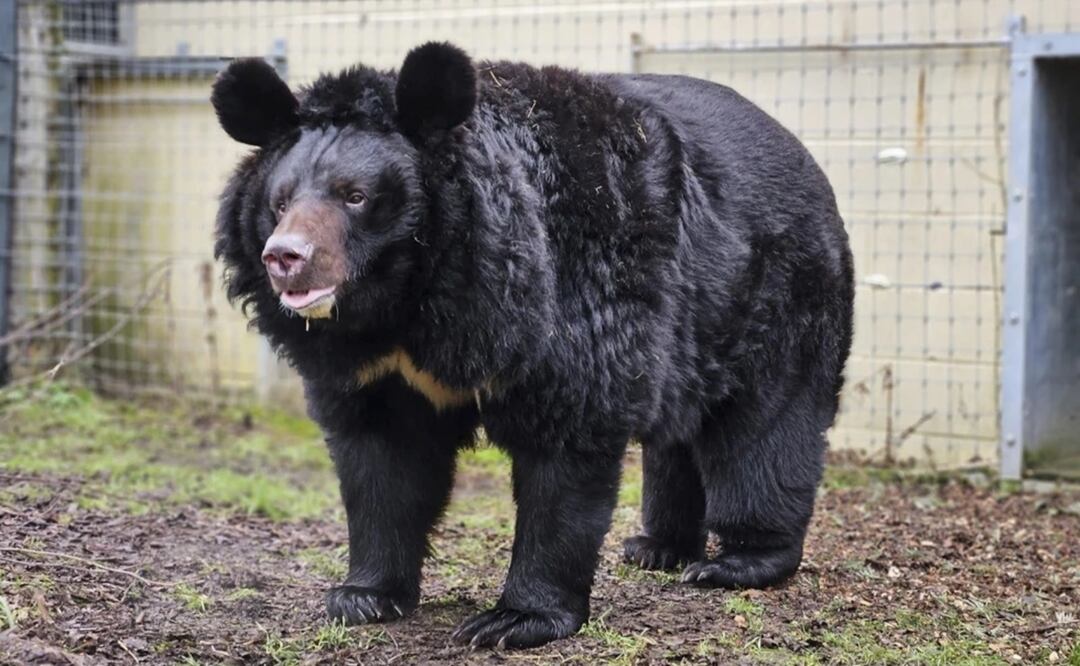 Un oso negro llamado Yampil llega a las instalaciones de West Calder, West Lothian, Escocia, el viernes 12 de enero de 2024 tras ser rescatado del pueblo de Yampil, en Ucrania. Foto: AP