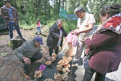 Indagan atributos anticancerígenos de los hongos