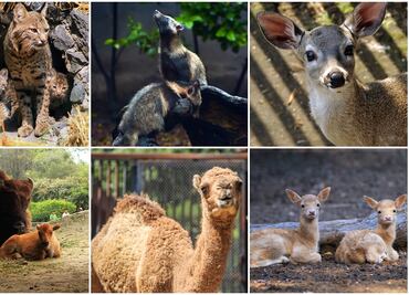 Nacen 219 crías en zoológicos del DF en este año