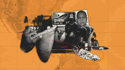 Aletas de tiburón: el decomiso que llevó al hijo de un narco