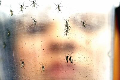 Zika, en toda América, salvo Chile y Canadá
