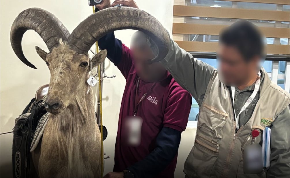 Aseguran cinco animales silvestres en predio de San Luis Potosí; Profepa investiga delito contra la biodiversidad.
Foto: Especial.