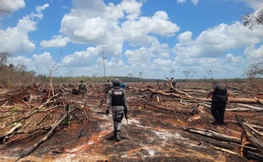 Reportan 200 casos de daño ambiental en Yucatán (13/07/2025). Foto: Especial