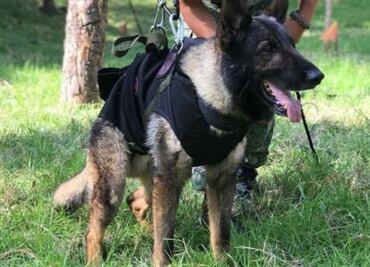 A un año de su muerte, Sedena recuerda a Proteo, binomio canino que falleció en Turquía tras terremoto