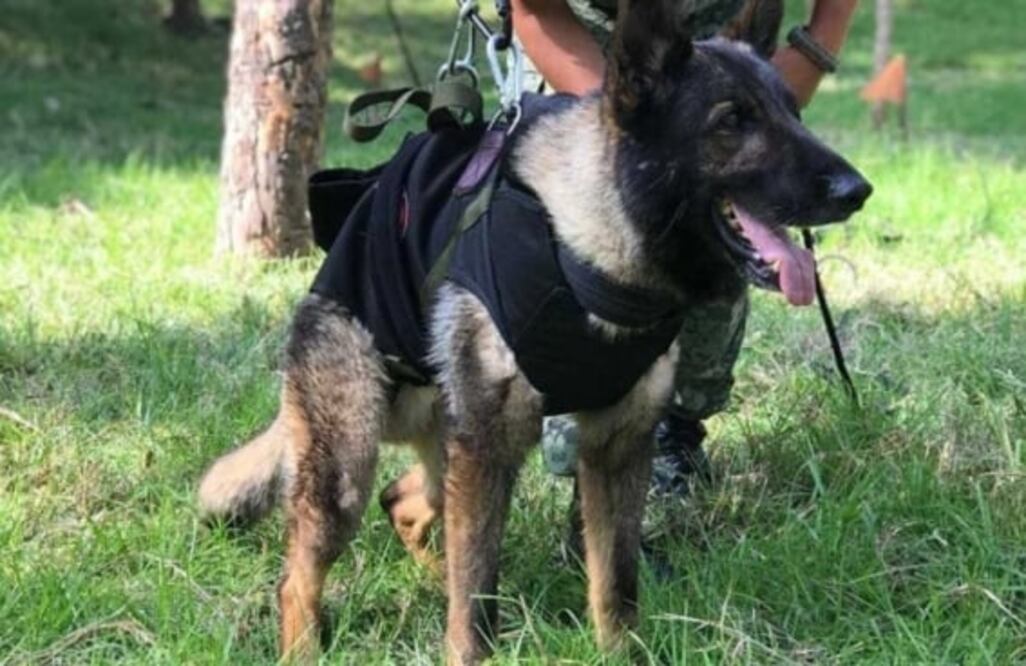 Aniversario luctuoso de Proteo, perrito rescatista fallecido en Turquía. Foto: Especial