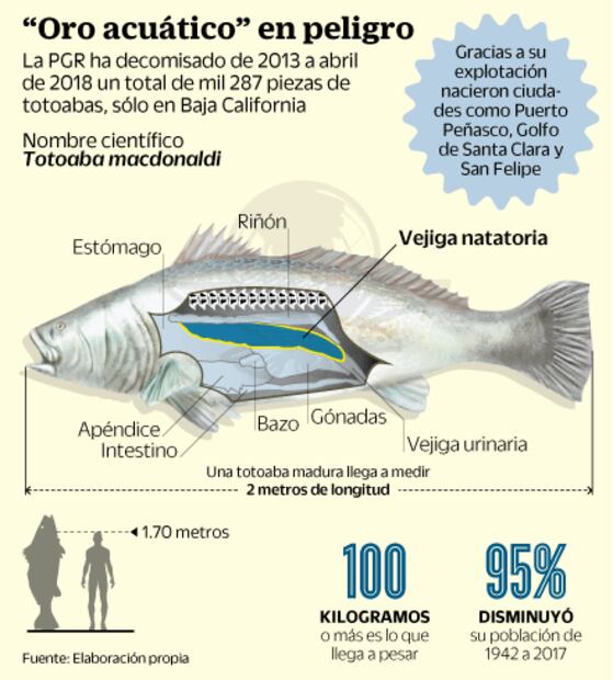 Detienen al “Zar” de la totoaba