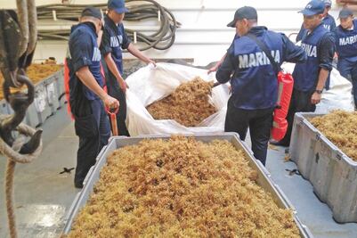 Recolectan 38 mil 892 toneladas de sargazo