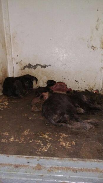 Reclaman castigo severo contra responsables de antirrábico de Coyotepec