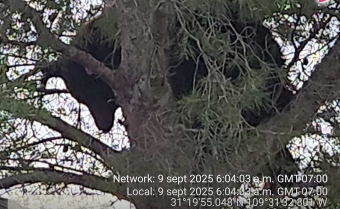 Profepa anuncia rescate de osa que permaneció más de 36 horas atrapadas en un árbol en Sonora. Foto: Especial
