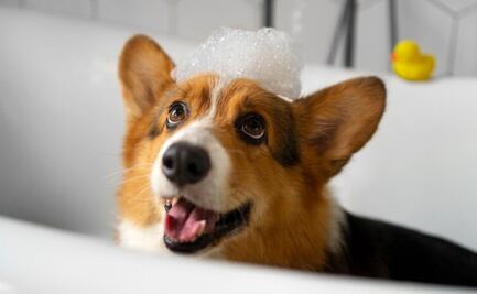 Conoce la manera de limpiar a tu perro sin bañarlo
